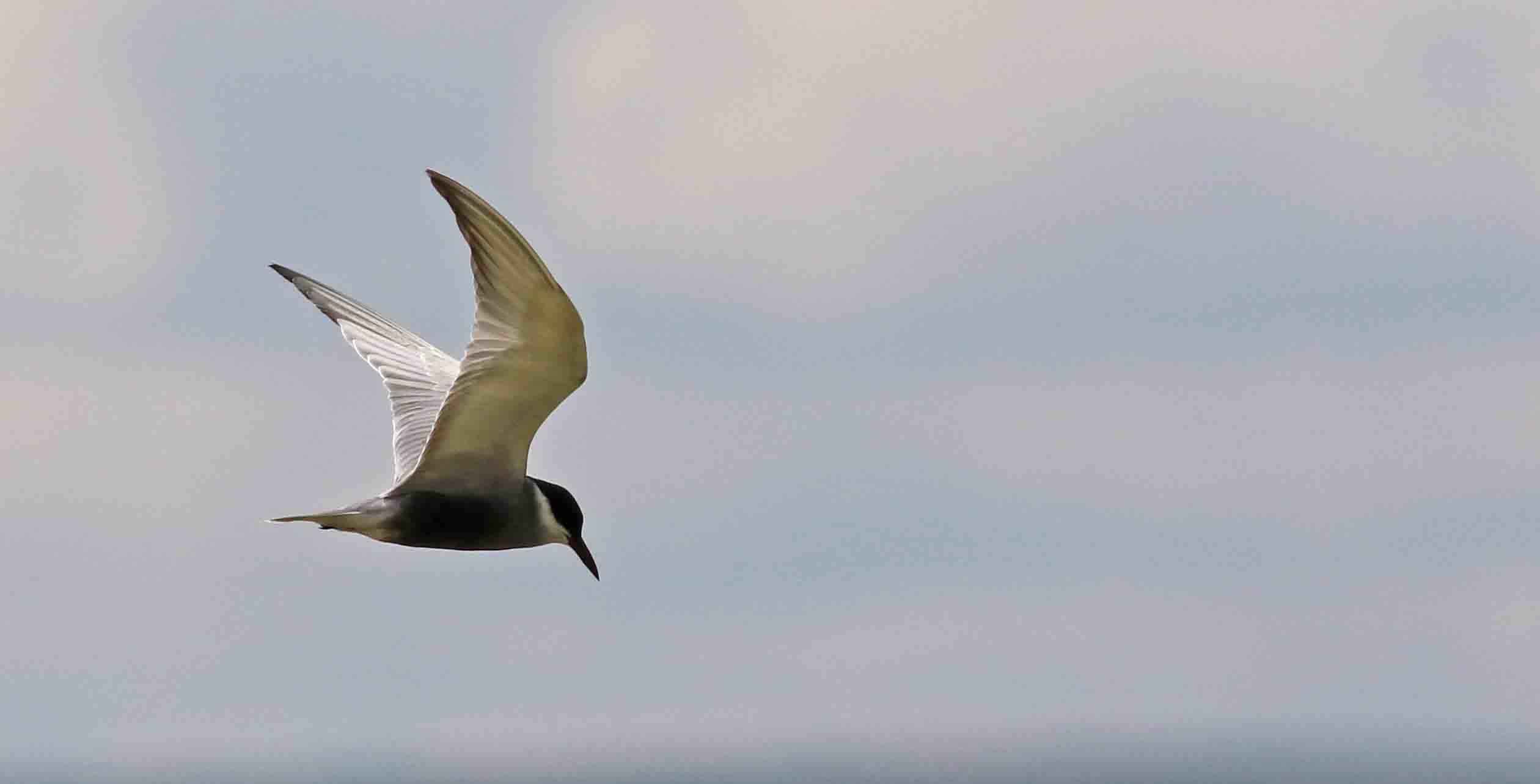 Gull-billed Tern